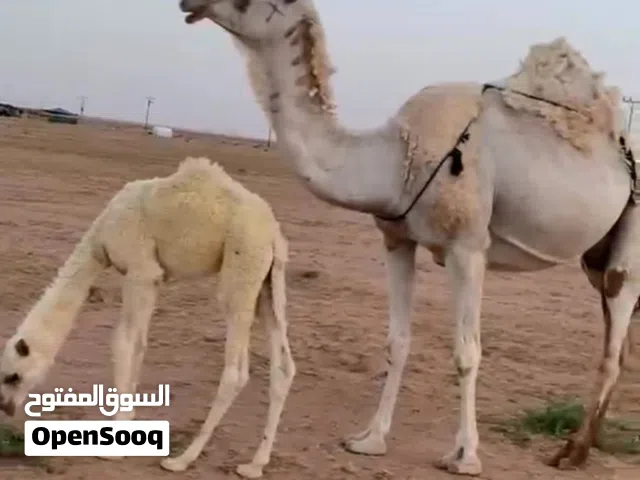 Camel two years