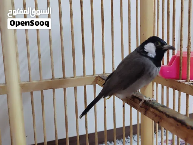 بلابل للبيع  مع القفص