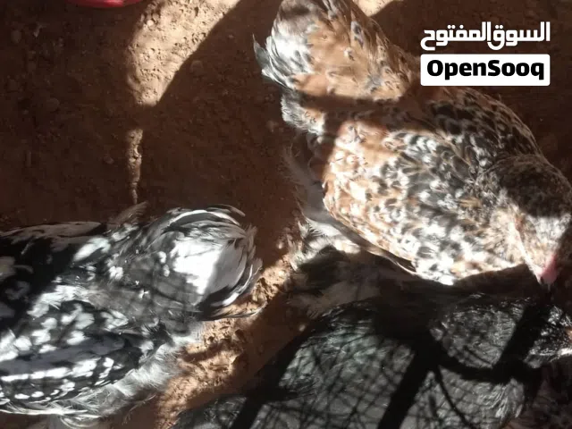 السلام عليكم متوفر برهمي العملاق ربي يبارك وخدات التحصينه كامله المكان ترهونه ربي يبارك في رزق الجمي