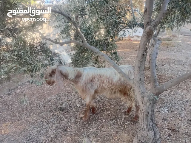 عنز حليب او ضحية .....