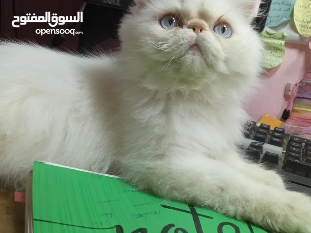 للبيع قط هيمالايا اورانج زرار