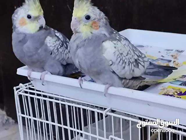 2 Cocktail Pearl Parrots, home breed, vaccinated.Al ain