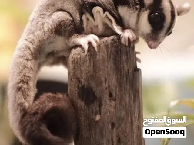 شوقر جلايدر