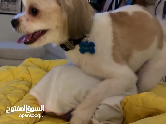 كلب للبيع مستعجل