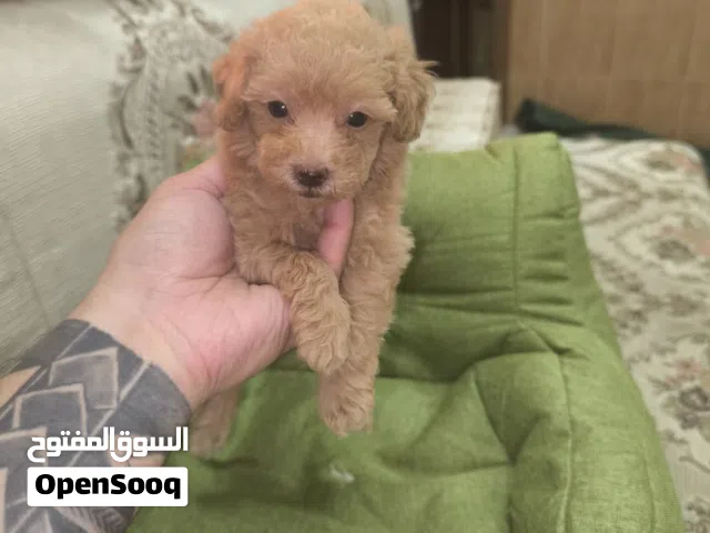 toy poodle