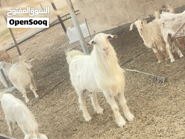 تيس هديد للبيع