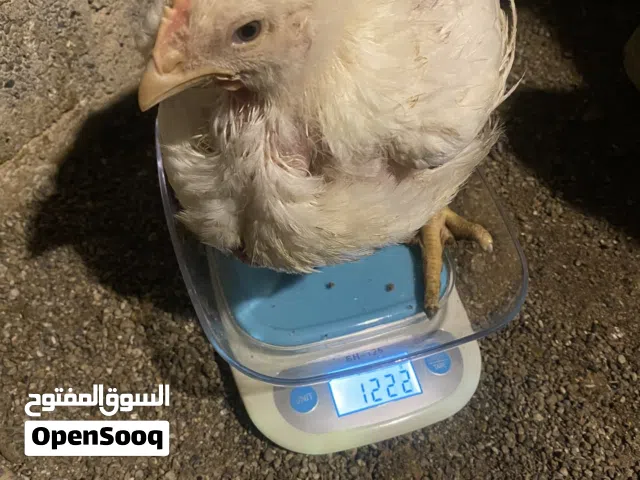 بيع الدواجن . 900جرام