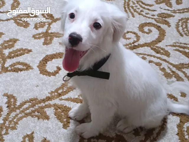 كلب لولو فوكس للبيع 120 قابل للتفاوض ذكر