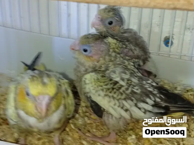 كوكتيل افراخ زق للبيع حبشيات عراقيات السعر والعنوان أقرأ الوصف