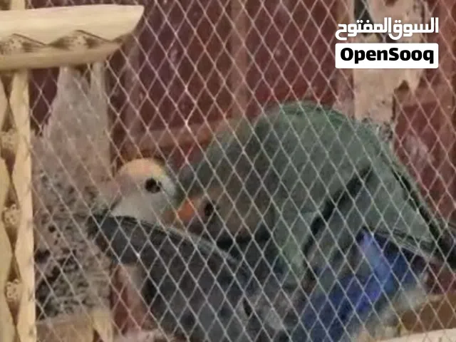 زوج قندور حبري مضمون 100% ان شاء الله