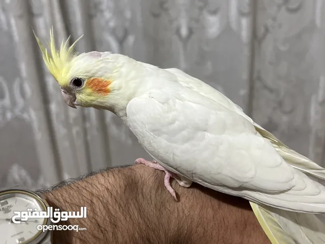بسم الله ماشاء الله ببغاء كوكتيل لاتينو عين حمرا للبيع