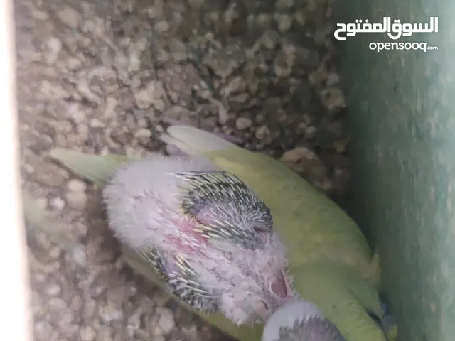 طيور حب للبيع