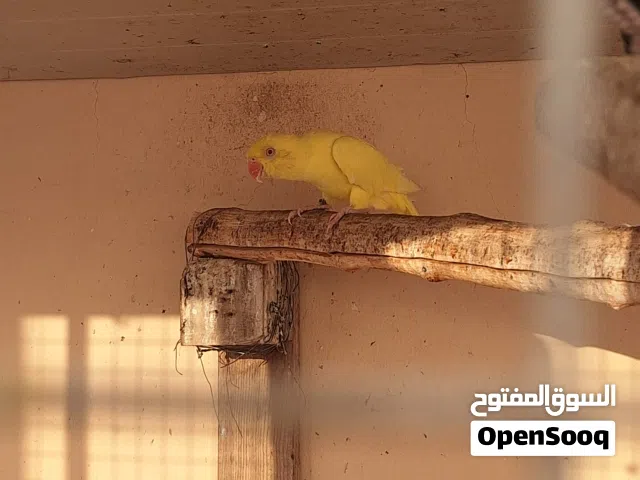زوج للبيع دره وطيور