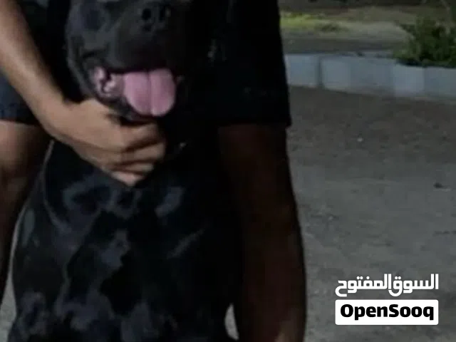 ذكر روت وايلر للتلقيح