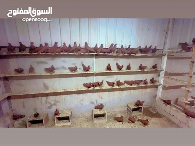 للبيع رواعب دم صافي واحجام طيبه وازواج كلهم مع عيالهم وكلهم عيال بعض ومطعمين اللي له خاطر جمله سعر