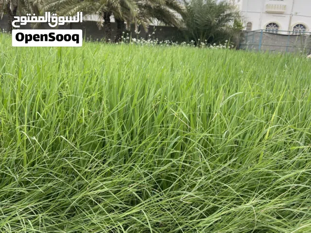 مطلوب مكتب للإيجار في نزوى منطقة فرق