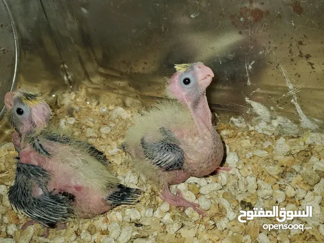 بسم الله ما شاء الله فروخ كوكتيل تاكيل يدوي
