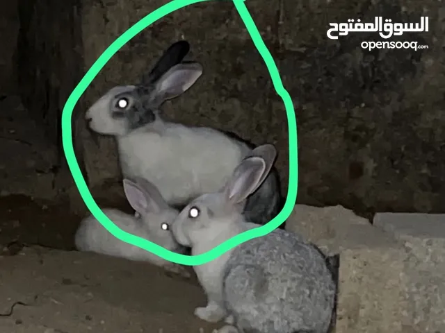 � فرصة مميزة لهواة تربية الأرانب والمزارعين – أرانب ذكور للبيع (عمر 3 أشهر) – سمائل