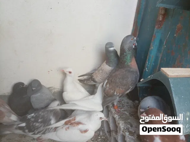 حمام صيد للبيع