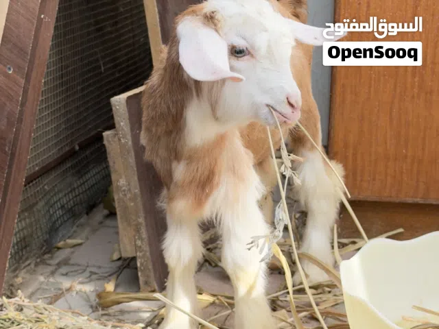 تيس وصخلتين للبيع