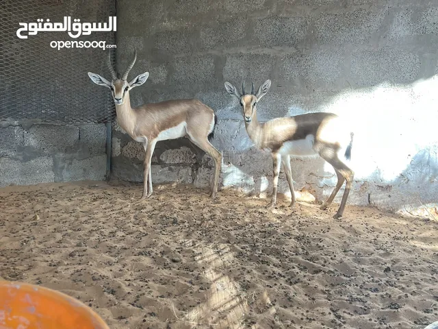 غزال الريم محلي