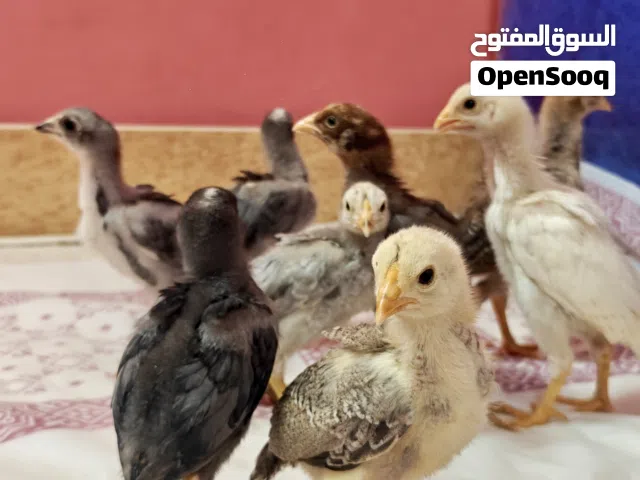 aseel chicks.      فروخ فايتر باكستاني