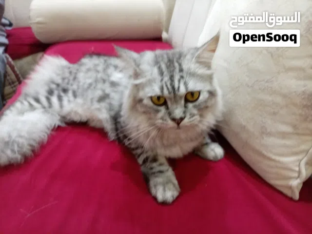 قط شيرازي العمر 5 أشهر هادي و نظيف جداً المبلغ 23 ريال قابل