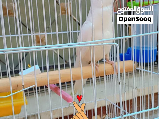 ببغاء كوكتيل نوع اللبينو عيون حمره محجل حجم جامبو بسعر حرق