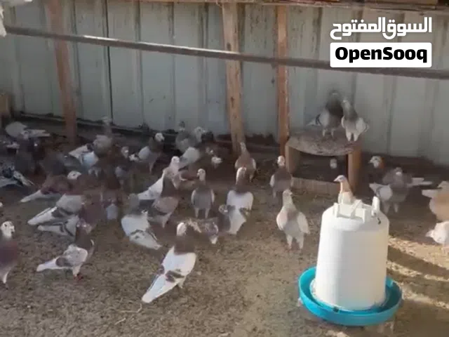 للبيع الجبره كامله جمله 80 حمامه او اكثر