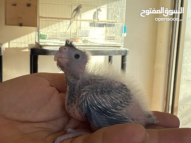متوفر الآن فراخ كوكتيل زق يدوي – حبات جامبو مميزة جداً!