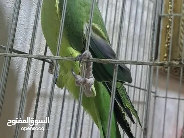 طير متو للبيع