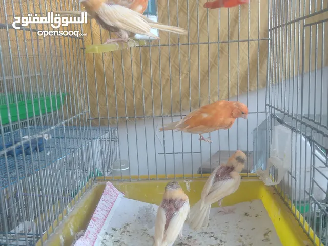 حمام.للبيع