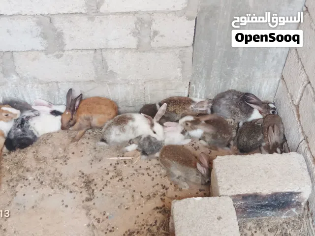 للبيع الأرانب