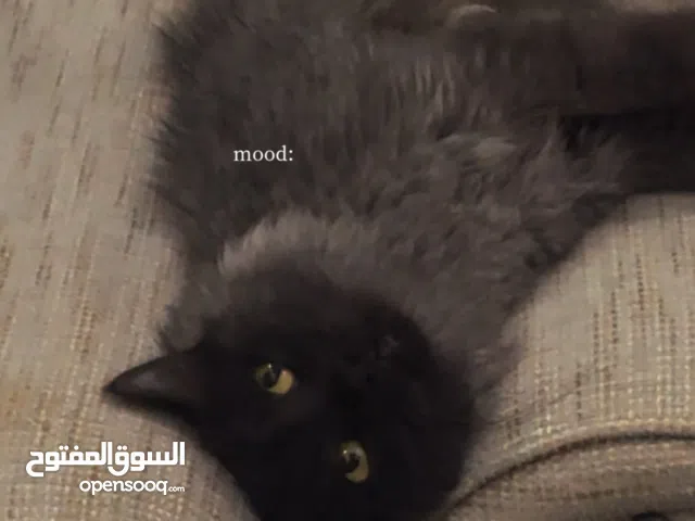 Chil and good behaved himalaya persian cat