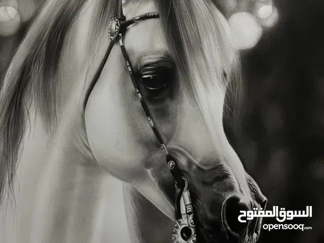 عندما تتحدث الأصالة لوحة فحم لحصان عربي