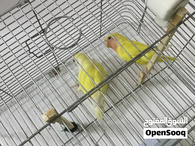 عصافير روز للبيع