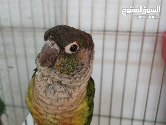 طيور كاكاري و كوكتيل و جرين شك بسعر حرق