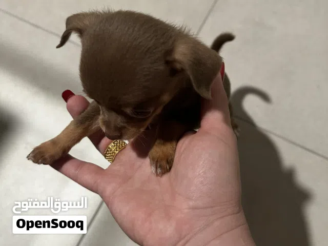 Tea cup puppy chihuahua teacup 3 month