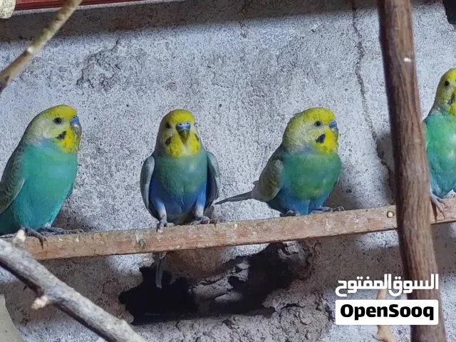 رينبو فحله عدد 4