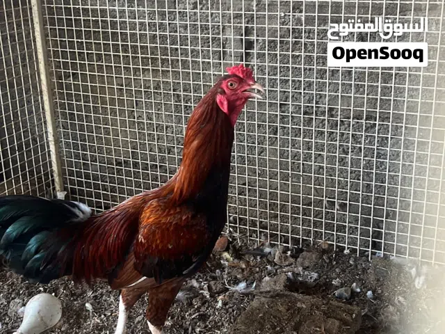 ديك باكستاني للبيع