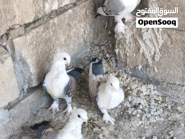 متاح زوجين