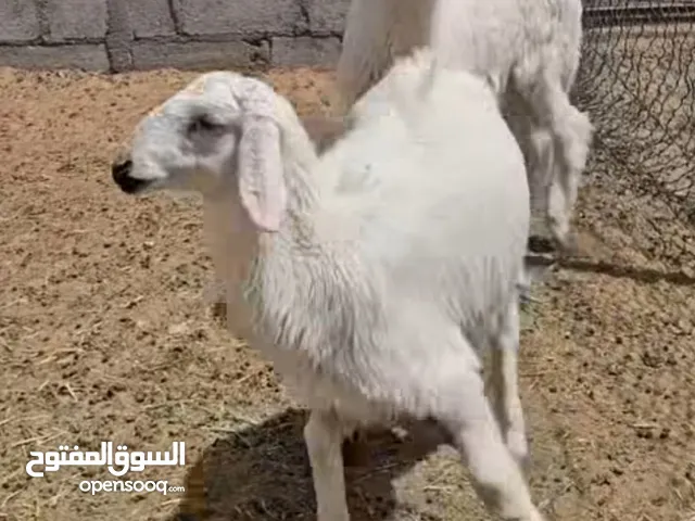 خروف حري للبيع