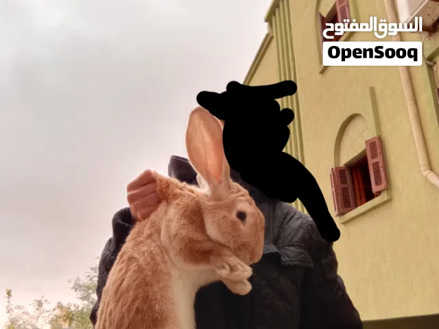 ارنب ذكر الماني اصلي للبيع (أقرا الوصف)