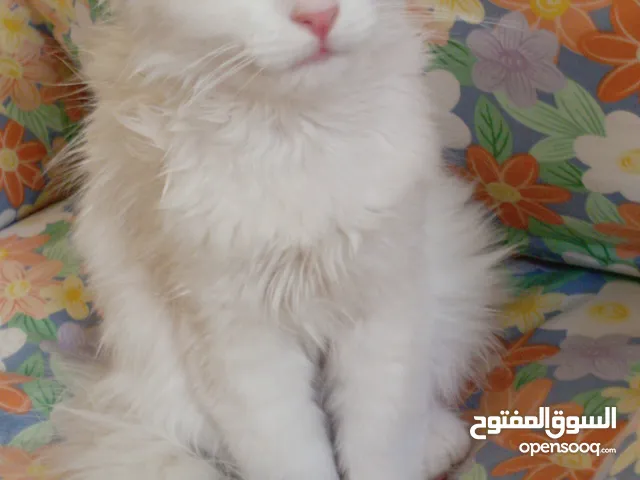 قطه كتن بيبي 3 شهور ابيض و قطة سيامي و قط شوكلت وبصحه ممتازه ماخذه المطاعيم قطة مداعبة هملايا
