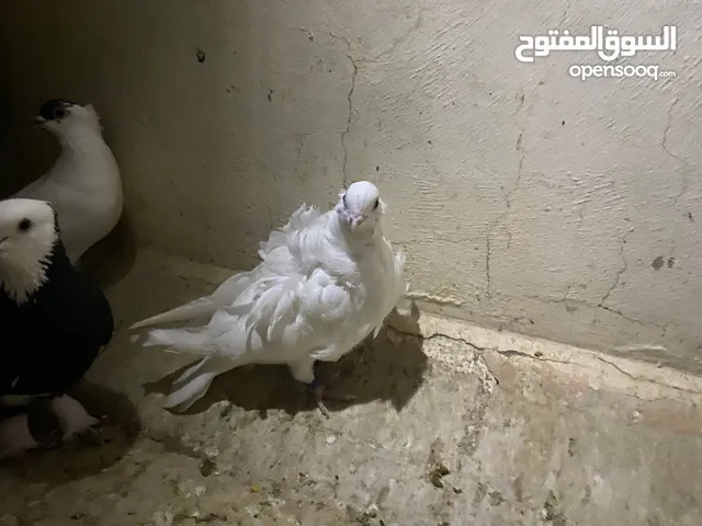 ‏طيور حمام كشكي