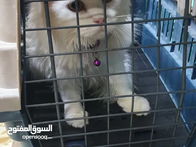 قطط نسايه حلوه حبوبه