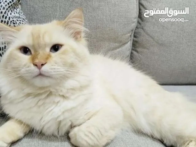 قط شيرازي من سلاله مستورده، بيع مستعجل