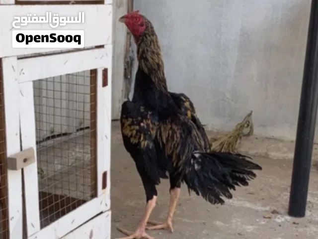 للبيع ديج تايلندي