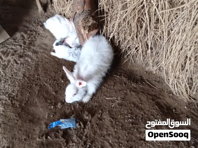 للبيع ارانب تركي ومصري ويتوفر لدينا حمام وكناري للجميع الأنواع التواصل على الخاص وشكرا