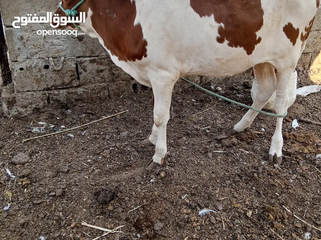 سلام عليكم بجر ثاني بطن ورها بجره درجه اوله وحامل عليها 5 شرط وبيها حليب قليل ما عندي علف سعر
